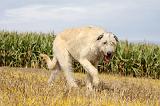 IRISH WOLFHOUND 125